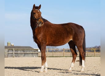 KWPN, Mare, 15 years, 16 hh, Chestnut-Red