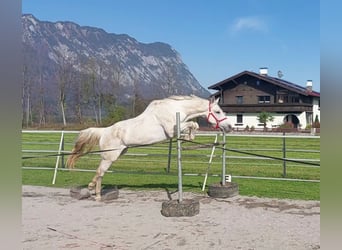 KWPN, Mare, 15 years, 16 hh, Gray