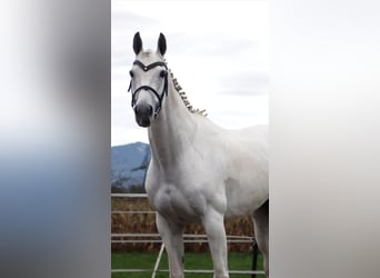 KWPN, Mare, 15 years, 16 hh, Gray