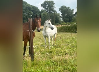 KWPN, Mare, 15 years, 16 hh, Grey