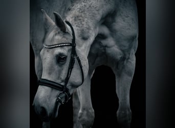 KWPN, Mare, 15 years, 16 hh, Grey