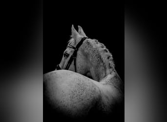 KWPN, Mare, 15 years, 16 hh, Grey