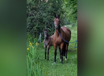 KWPN, Mare, 15 years, 16,1 hh, Brown