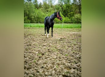 KWPN, Mare, 15 years, 17 hh, Black