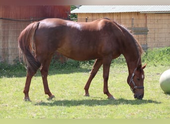 KWPN, Mare, 15 years, 17 hh, Chestnut-Red