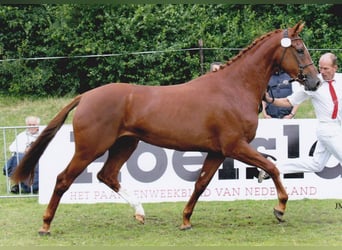 KWPN, Mare, 15 years, Chestnut-Red