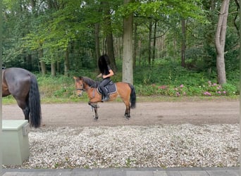 KWPN, Mare, 16 years, 12.1 hh, Brown