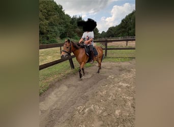 KWPN, Mare, 16 years, 12.1 hh, Brown