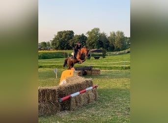 KWPN, Mare, 16 years, 15,2 hh, Chestnut-Red