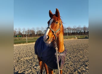 KWPN, Mare, 16 years, 15,2 hh, Chestnut-Red