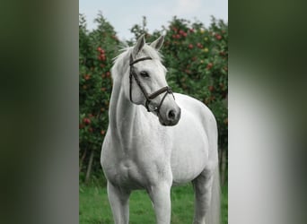 KWPN, Mare, 16 years, 15,3 hh, Gray