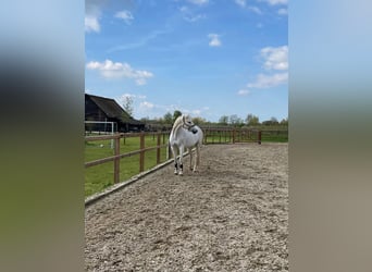 KWPN, Mare, 16 years, 15,3 hh, Gray