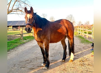 KWPN, Mare, 16 years, 15,2 hh, Brown