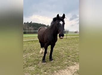 KWPN Mix, Mare, 16 years, 15,3 hh, Bay-Dark