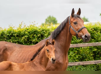KWPN, Mare, 16 years, 15,3 hh, Brown