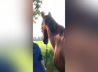 KWPN, Mare, 16 years, 15,3 hh, Brown