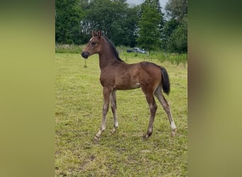 KWPN, Mare, 16 years, 16,1 hh, Bay-Dark