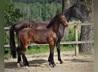 KWPN, Mare, 16 years, 16.1 hh, Black