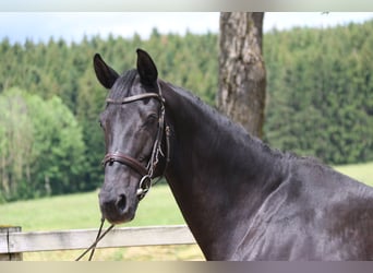 KWPN, Mare, 16 years, 16.1 hh, Black
