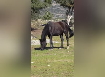 KWPN, Mare, 16 years, 16.1 hh, Black