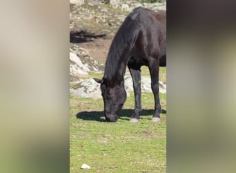 KWPN, Mare, 16 years, 16.1 hh, Black