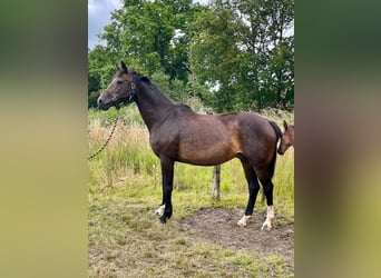 KWPN, Mare, 16 years, 16,1 hh, Brown