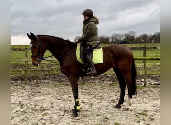 KWPN, Mare, 16 years, 16,1 hh, Brown