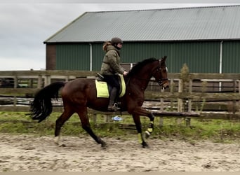 KWPN, Mare, 16 years, 16,1 hh, Brown