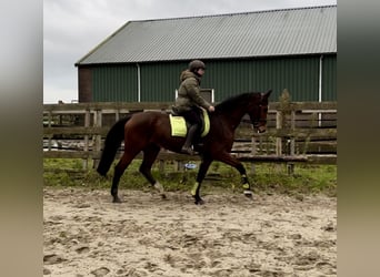 KWPN, Mare, 16 years, 16,1 hh, Brown