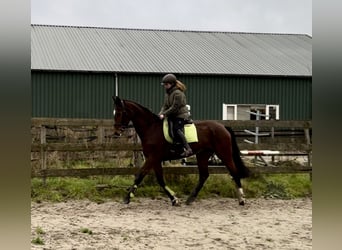 KWPN, Mare, 16 years, 16,1 hh, Brown