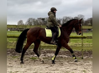 KWPN, Mare, 16 years, 16,1 hh, Brown