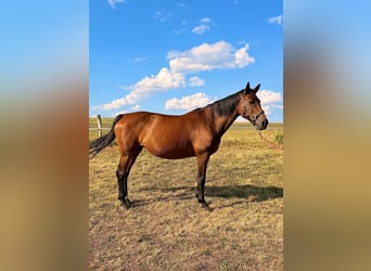 KWPN, Mare, 16 years, 16.1 hh, Brown