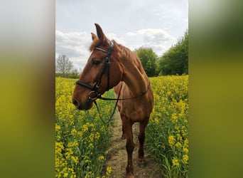 KWPN, Mare, 16 years, 16.1 hh, Chestnut