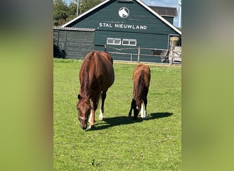 KWPN, Mare, 16 years, 16,1 hh, Chestnut-Red