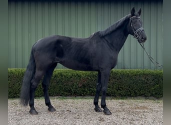 KWPN, Mare, 16 years, 16,2 hh, Black