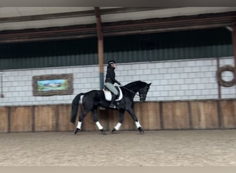 KWPN, Mare, 16 years, 16,2 hh, Black