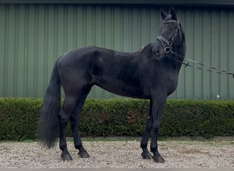 KWPN, Mare, 16 years, 16,2 hh, Black