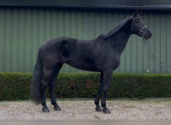 KWPN, Mare, 16 years, 16,2 hh, Black