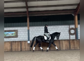 KWPN, Mare, 16 years, 16,2 hh, Black