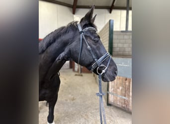 KWPN, Mare, 16 years, 16,2 hh, Black