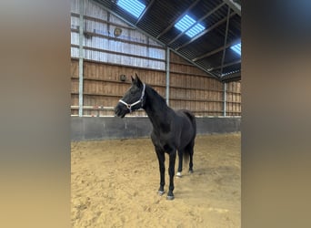 KWPN, Mare, 16 years, 16.2 hh, Black