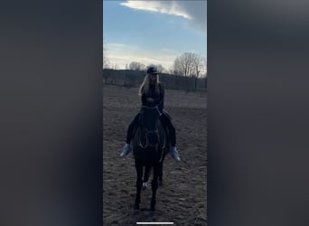 KWPN, Mare, 16 years, 16.2 hh, Black