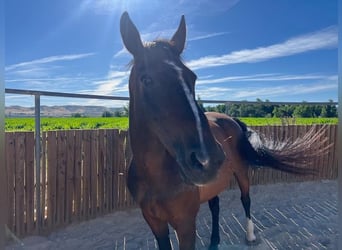 KWPN, Mare, 16 years, 16.2 hh, Brown