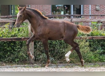 KWPN, Mare, 16 years, 16.2 hh, Brown-Light