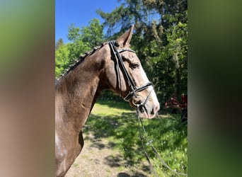 KWPN, Mare, 16 years, 16.2 hh, Chestnut-Red