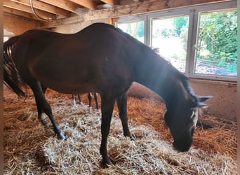KWPN, Mare, 16 years, 16.3 hh, Bay-Dark