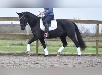 KWPN, Mare, 16 years, 16 hh, Black