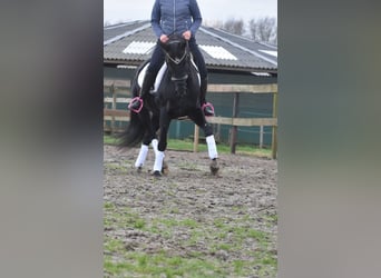 KWPN, Mare, 16 years, 16 hh, Black