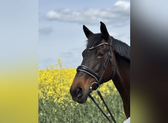 KWPN Mix, Mare, 16 years, 16 hh, Brown