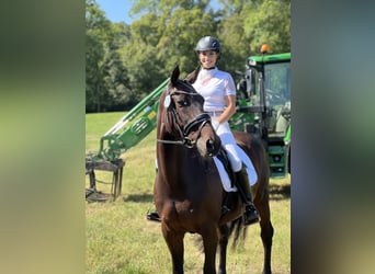KWPN Mix, Mare, 16 years, 16 hh, Brown